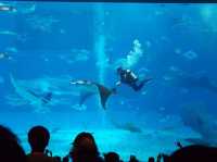 沖繩🇯🇵 美麗海水族館周邊一日遊
