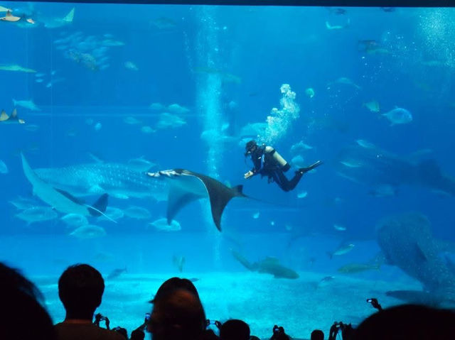 沖繩🇯🇵 美麗海水族館周邊一日遊