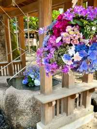 【福岡観光】今年も見たい❁⃘神社の紫陽花祭り♡