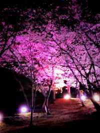 Swan Boats & Sakura Dreams at Tokiwa Park