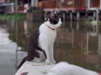 😻🐾พายเรือกับแมว พักผ่อนริมคลอง ใช้ชีวิตช้าๆ