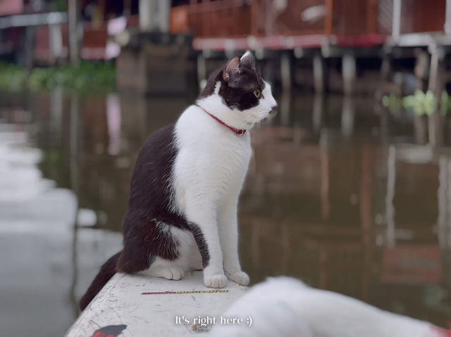 😻🐾พายเรือกับแมว พักผ่อนริมคลอง ใช้ชีวิตช้าๆ
