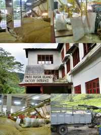 Sip History on a Hillside: Discover Malaysia’s Iconic BOH Tea Plantation