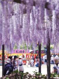 【行く前にこれ見て】古社の境内に垂れ下がる神秘的な紫のカーテン💜✨※観光攻略情報付き