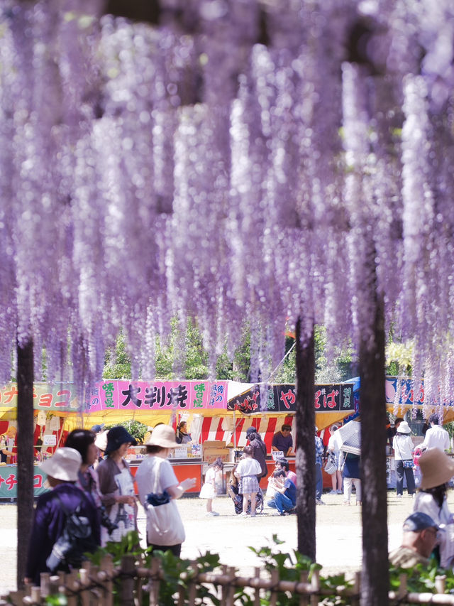 【行く前にこれ見て】古社の境内に垂れ下がる神秘的な紫のカーテン💜✨※観光攻略情報付き