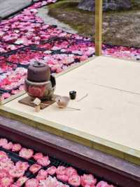 水面に咲き誇る絢爛絵巻🌸💧※観光攻略情報付き