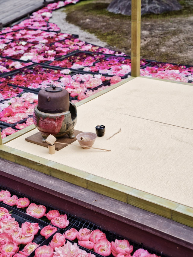 水面に咲き誇る絢爛絵巻🌸💧※観光攻略情報付き