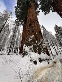 The Most Famous Trees In The World, The Towering Red Trunks Of Sequoia 🌲 