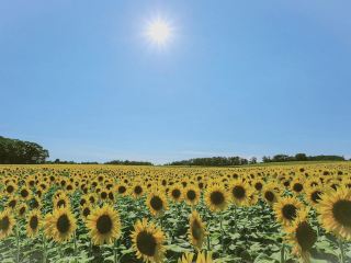 札幌🇯🇵 一日暢遊北海道夏日秘境