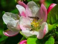 Stone & Blossom: Spring at Caludon Castle Park