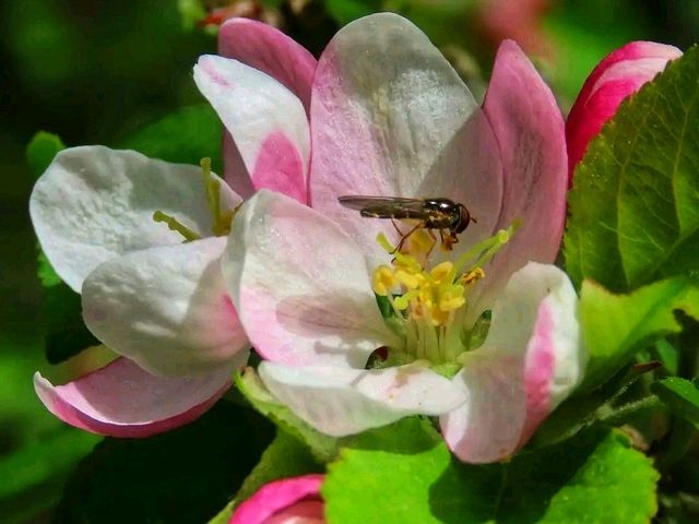 Stone & Blossom: Spring at Caludon Castle Park