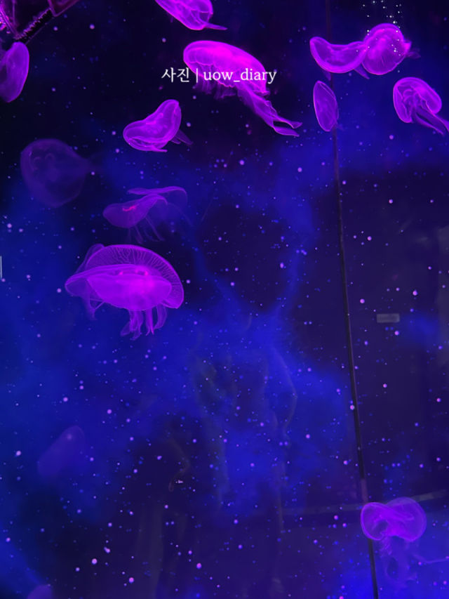 여름에 시원하게 영도어때! 🌊🦀🐳🌅🚢🦑