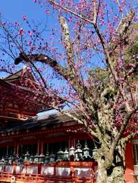 A Peaceful Day at Kasuga Taisha Shrine 🦌