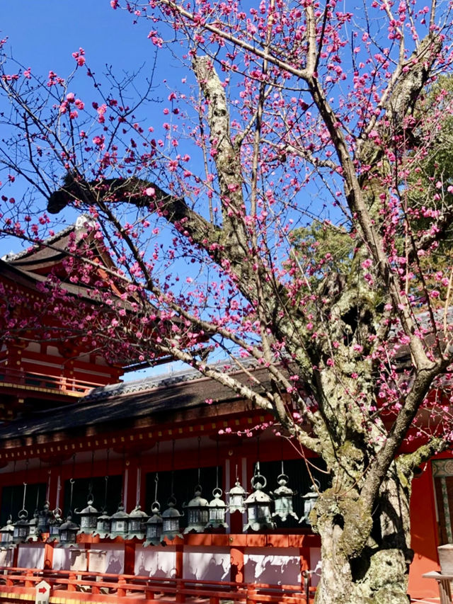 A Peaceful Day at Kasuga Taisha Shrine 🦌