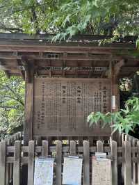 🌿【熱海・來宮神宮】樹齢2000年の御神木に会いに行く、癒しのパワースポット