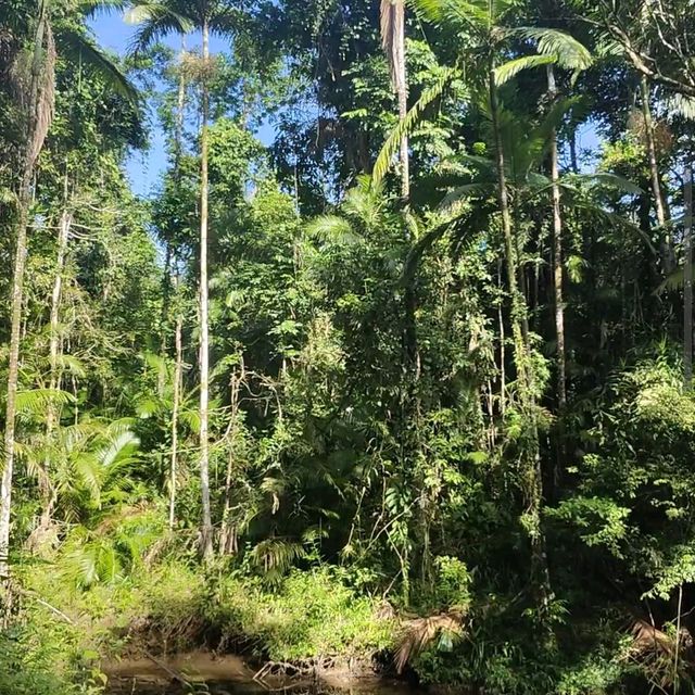 Daintree Rainforest – QLD