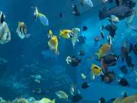 【沖縄】🐠🦈美ら海水族館