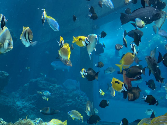 【沖縄】🐠🦈美ら海水族館