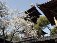 蘇州｜初春·寒山寺
