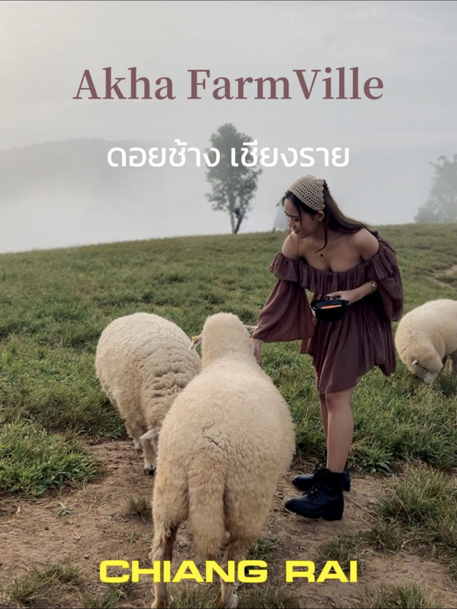 อาข่าฟาร์ม ดอยช้าง 🐑⛰️