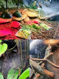 Exploring Taipei Zoo: A Fun-Filled Family Outing