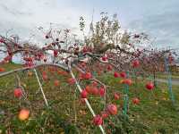🍎 Apple Wonderland in Hirosaki – A Family Delight!