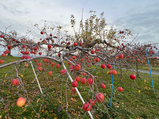 🍎 Apple Wonderland in Hirosaki – A Family Delight!