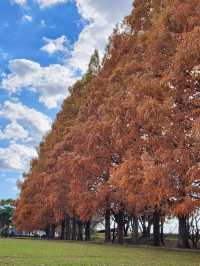 【緑のトンネルに癒される🌿石垣池公園のメタセコイア並木】