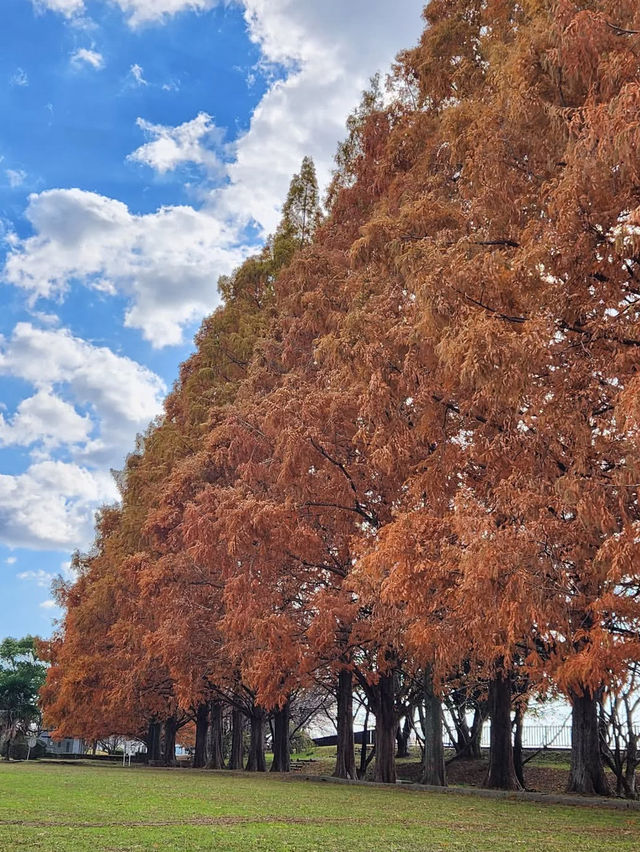 【緑のトンネルに癒される🌿石垣池公園のメタセコイア並木】