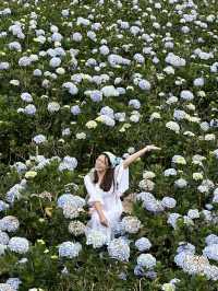 🇻🇳Bloom season in Dalat is unreal 🌸
