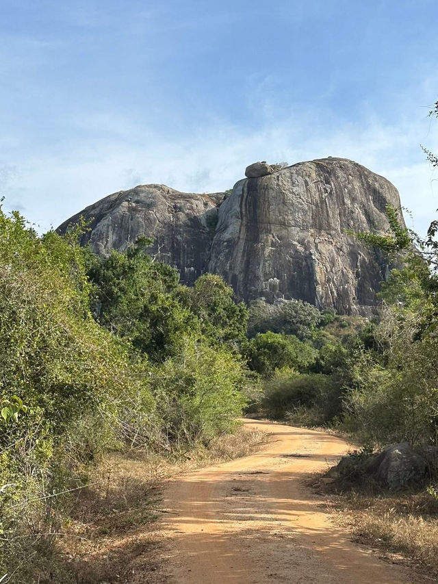 Fall in Love at Yala National Park 