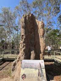 達爾文 🧭走進「白蟻墓園」：Magnetic & Cathedral Termite Mounds