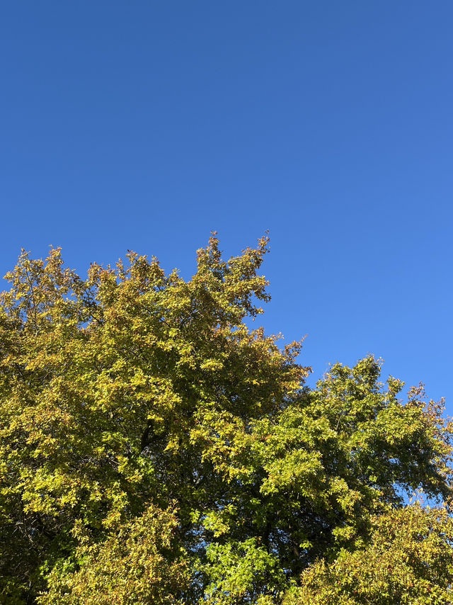 🌞白天版陶波湖真的巨好拍！旁邊還藏著一片金黃色的發呆公園🍂