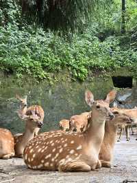 A Perfect Blend of Nature and Wildlife
