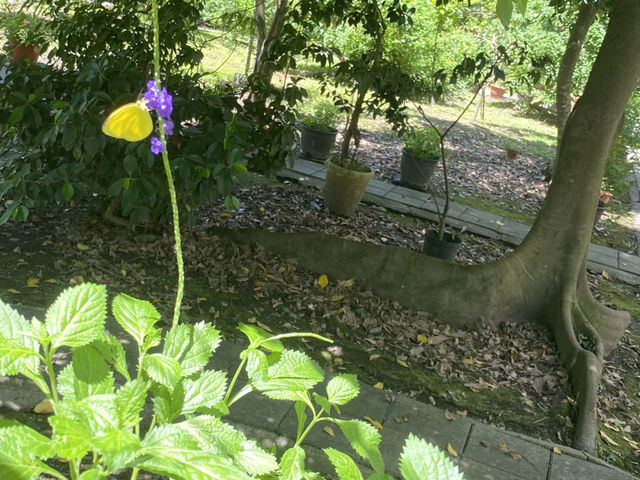 亞泥生態園區  🦋 蝴蝶翩舞 