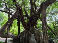 A portal into nature's works of art