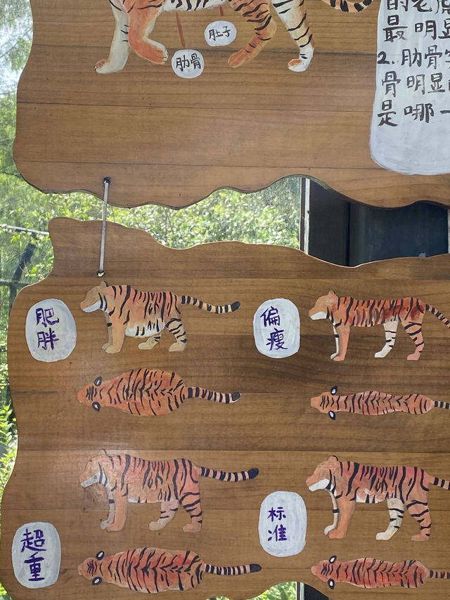 比較上海迪士尼，遛娃更值得去的地方- 上海動物園🐯🐼