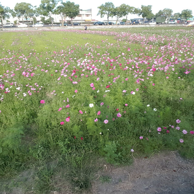 雲林莿桐花海🌻
