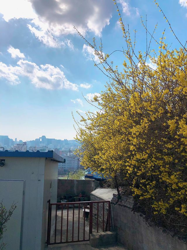 🌸 Springtime Ambience in Ihwa Village