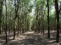 🕳️ A Deep Dive into History: Visiting the Cu Chi Tunnels