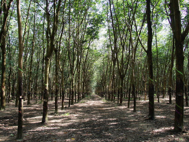 🕳️ A Deep Dive into History: Visiting the Cu Chi Tunnels