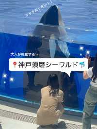 神戸須磨シーワールドでシャチの癒しと感動体験！