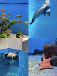 国内で唯一ラッコに会えるの水族館🦦🐚‎🫧【三重県・鳥羽】