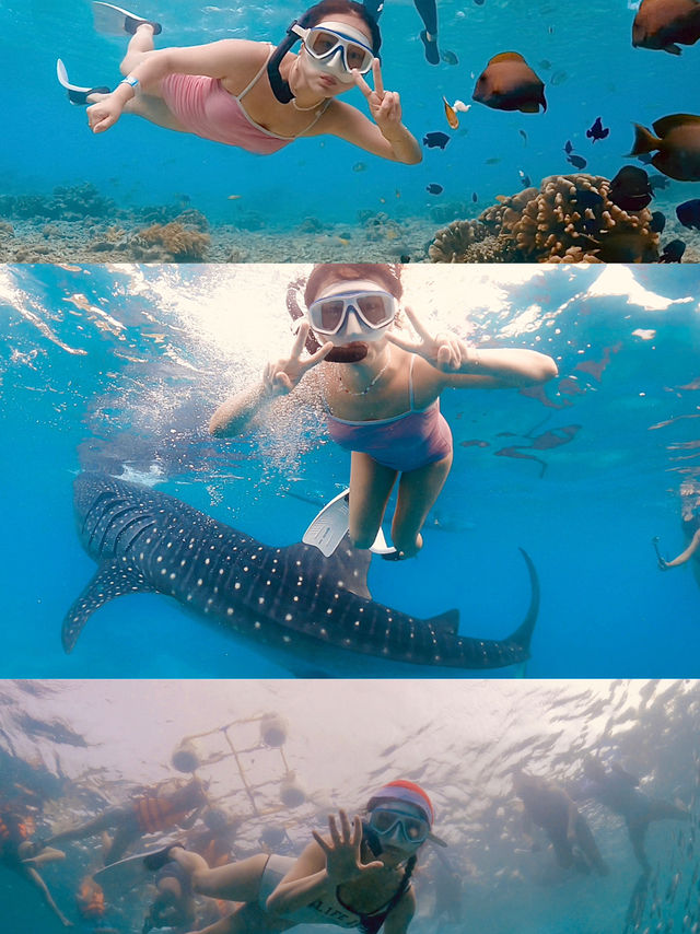 🐋고래상어와 함께 수영을! 세부 오슬롭
