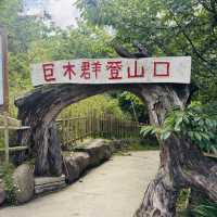 司馬庫斯-巨木群登山步道