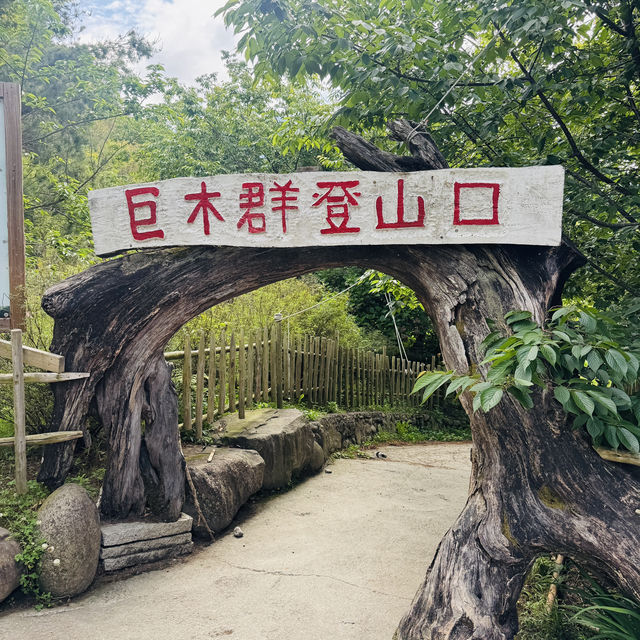 司馬庫斯-巨木群登山步道