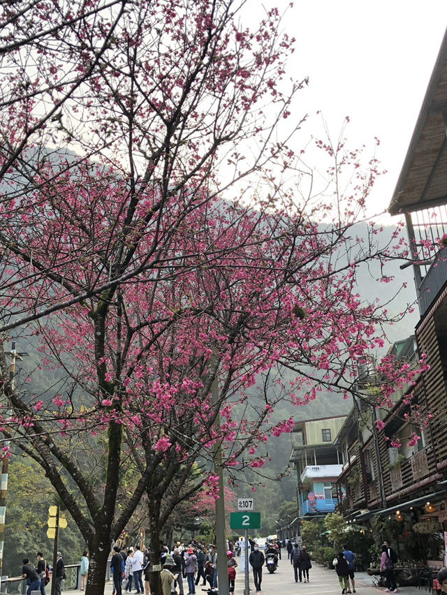 🧭 烏來雲仙樂園｜山林珠寶盒裡的纜車秘境