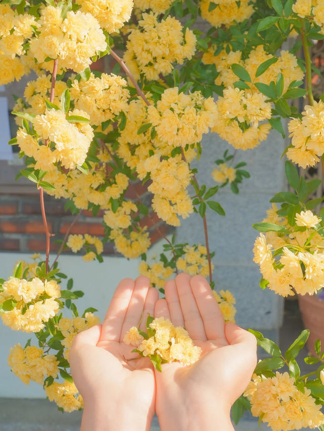 피드로도 기록해보는 창원의 노란빛 순간들💛