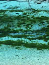 Five-Color Pond:Jiuzhaigou’s Liquid Kaleidoscope 