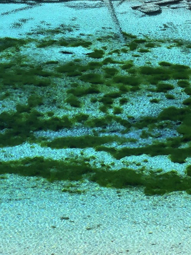 Five-Color Pond:Jiuzhaigou’s Liquid Kaleidoscope 